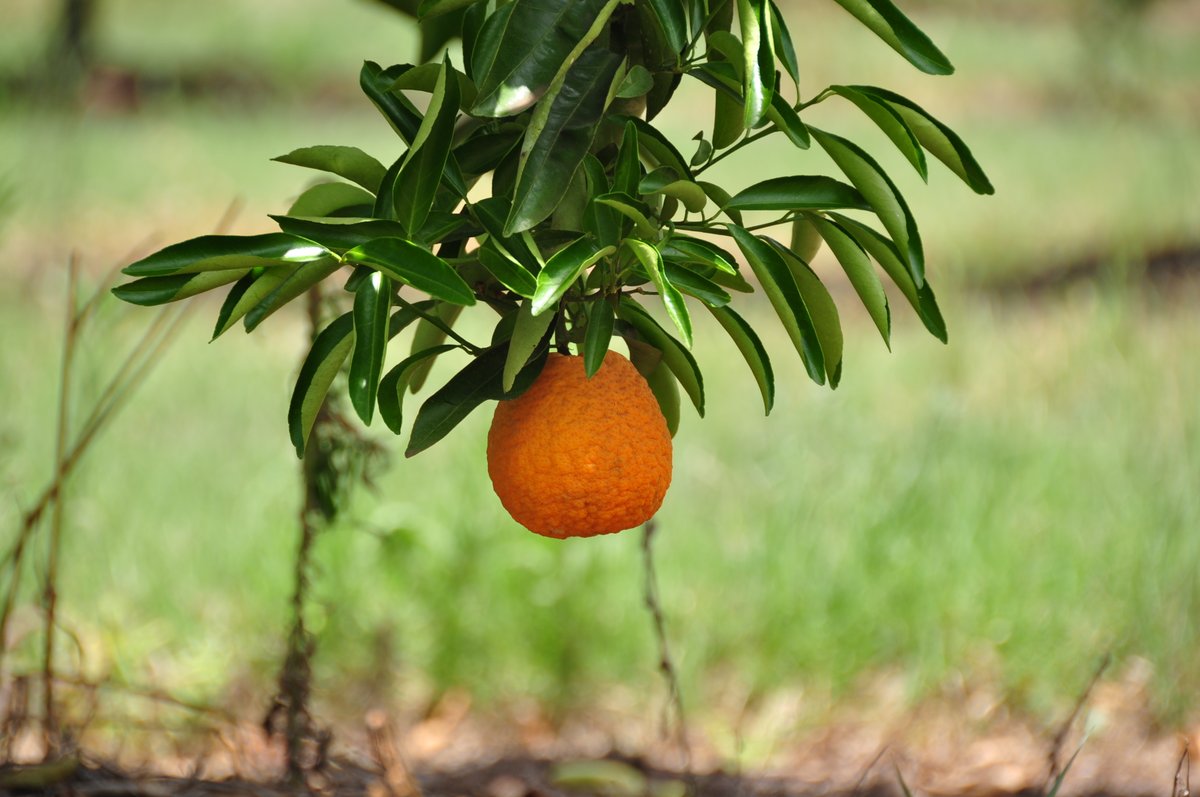 🍊El #HLB es la enfermedad más destructiva de los cítricos. Con apoyo de <a href="/FontagroLAC/">FONTAGRO</a>, trabajamos en prevención y control sustentable del vector a partir de un proyecto junto a Bolivia, Paraguay y Uruguay que busca adaptar y difundir la tecnología de manejo integrado de plagas.