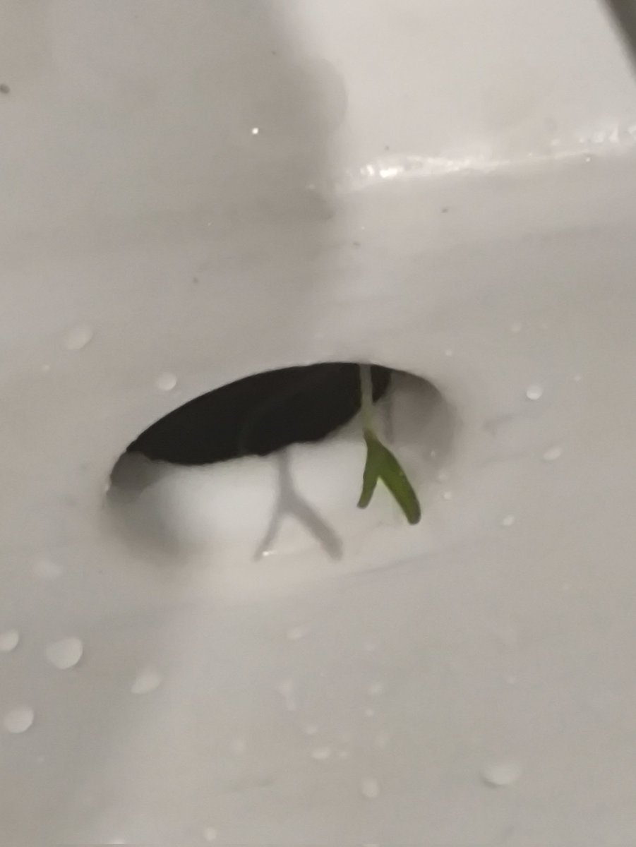 В последние недели у меня было очень депрессивное настроение и у меня все никак не доходили руки убраться в ванной.
Сейчас умывался и увидел, что из отверстия в раковине растет какое-то растение.
Думаю, что пора все же прибраться.