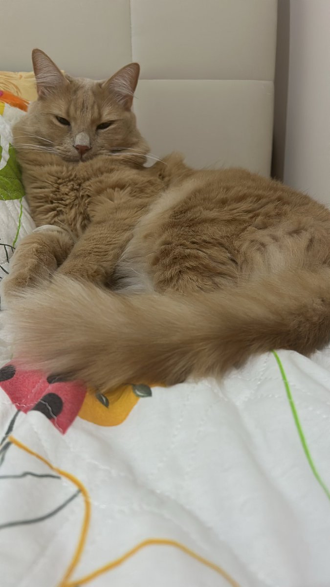 Sisce büyüdükce daha yakısıklı oluyo muyum ? Annem öyle dio….