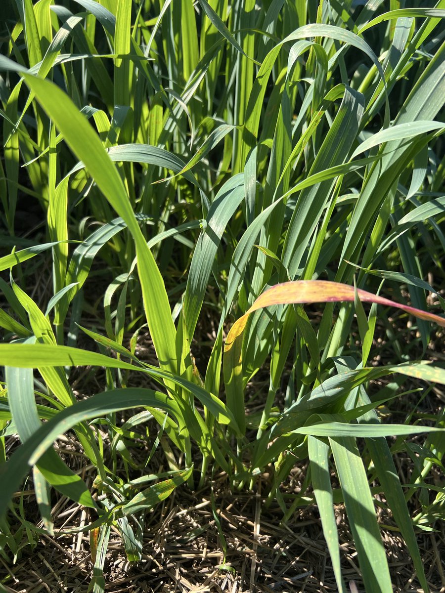 Deb Campbell🇨🇦 CCA-ON tweet media