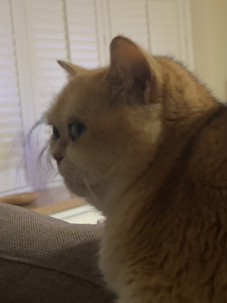 mimybug's tweet image. side profile kinda giving monkey