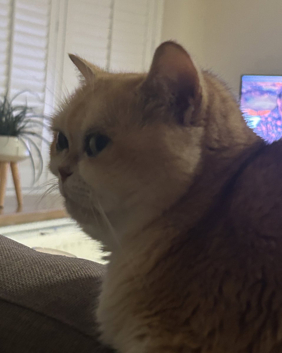 mimybug's tweet image. side profile kinda giving monkey