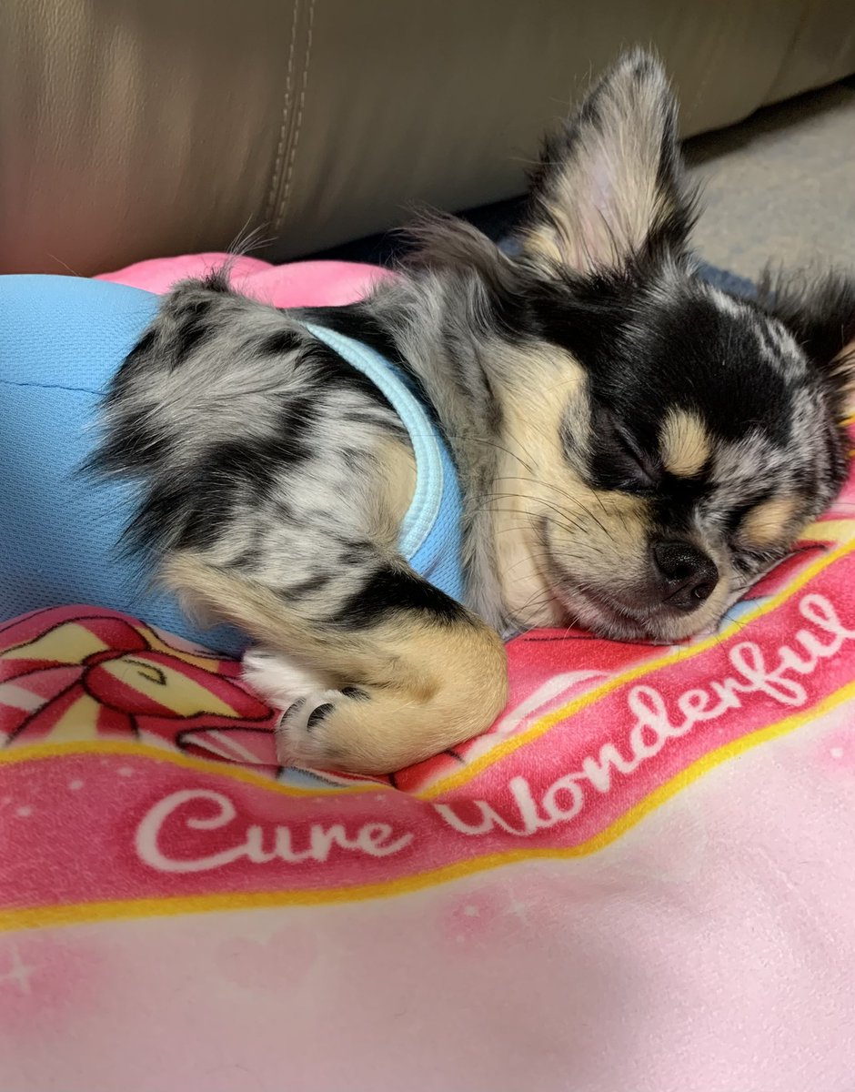 お休みなさァい💕

私の、わんプリクッション取られた∑(º ﾛ º๑)❢❢
幸せそうに寝ているので
ゆるす✨