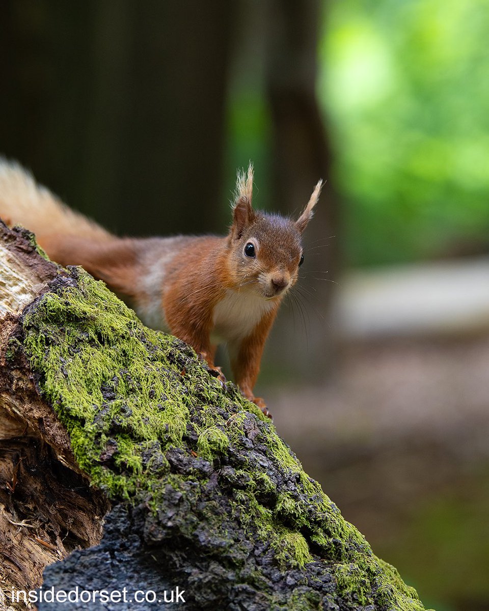 InsideDorset tweet media