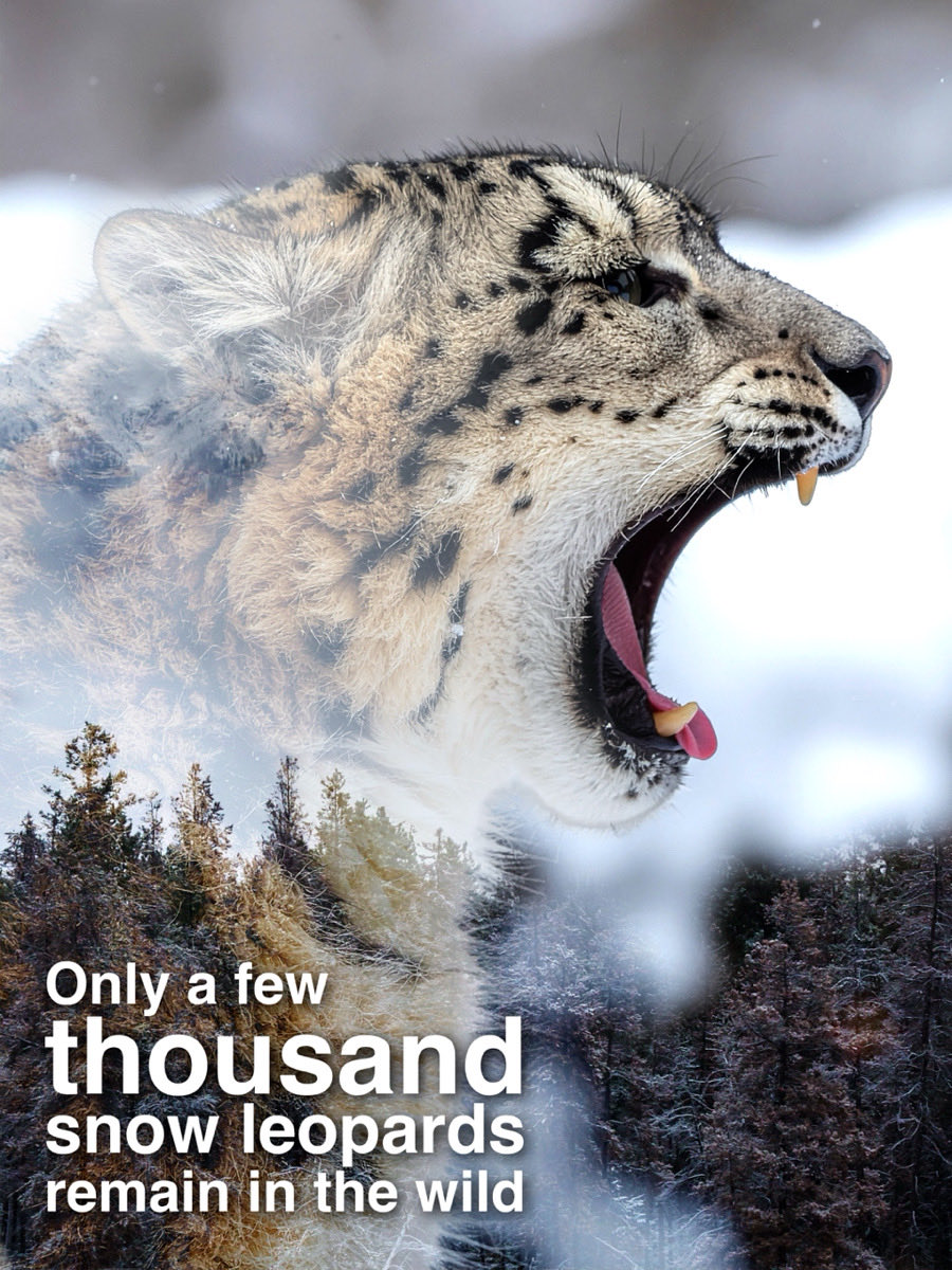 gslep_program's tweet image. Only a few thousand snow leopards remain in the wild.
But on October 23rd, something changes.
A global movement. 
The countdown begins... #23for23 #SnowLeopardMovement
#SnowLeopardDay