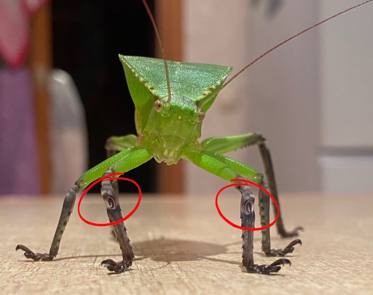 katydidposting 𓆧 tweet media