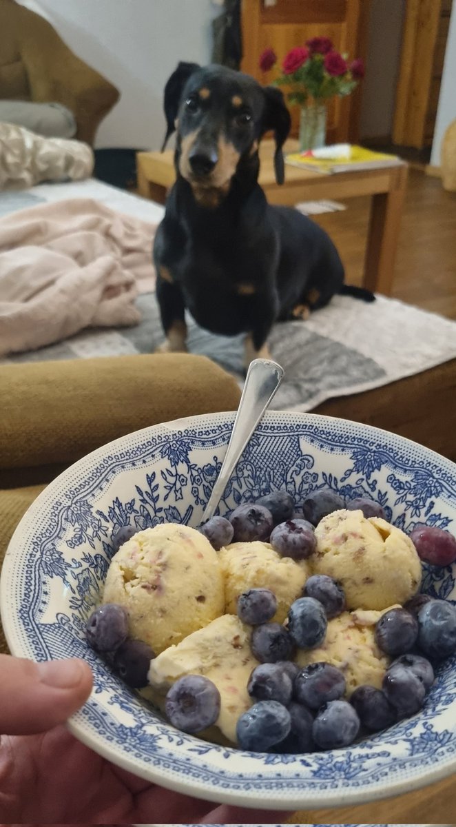 Ceturdienas vakara pārdomas, vai paštaisīts saldējums pirms miedziņa būtu īsti vietā.