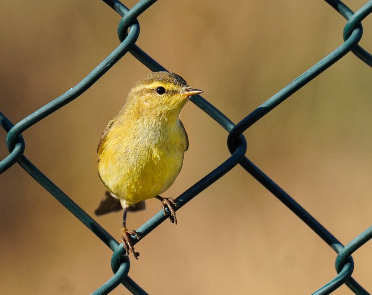 ❤️
Masalsı bir şehrin,hüzünlü sokakları,gözlerin…
Durgun akıyor nehirleri,denizlere
Sen gibi yorgun...
Mühürlenmiş suskunluklara,şehrin sesi, dudaklarında...
Gel artık der gibi...çağırır gibi..

vedatateş

Söğüt bülbülü