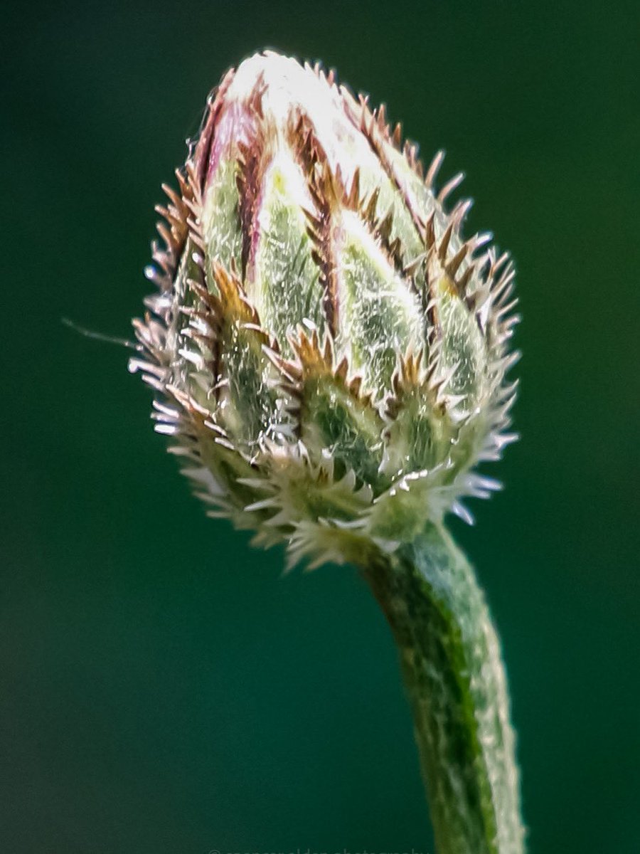 Knapweed bud