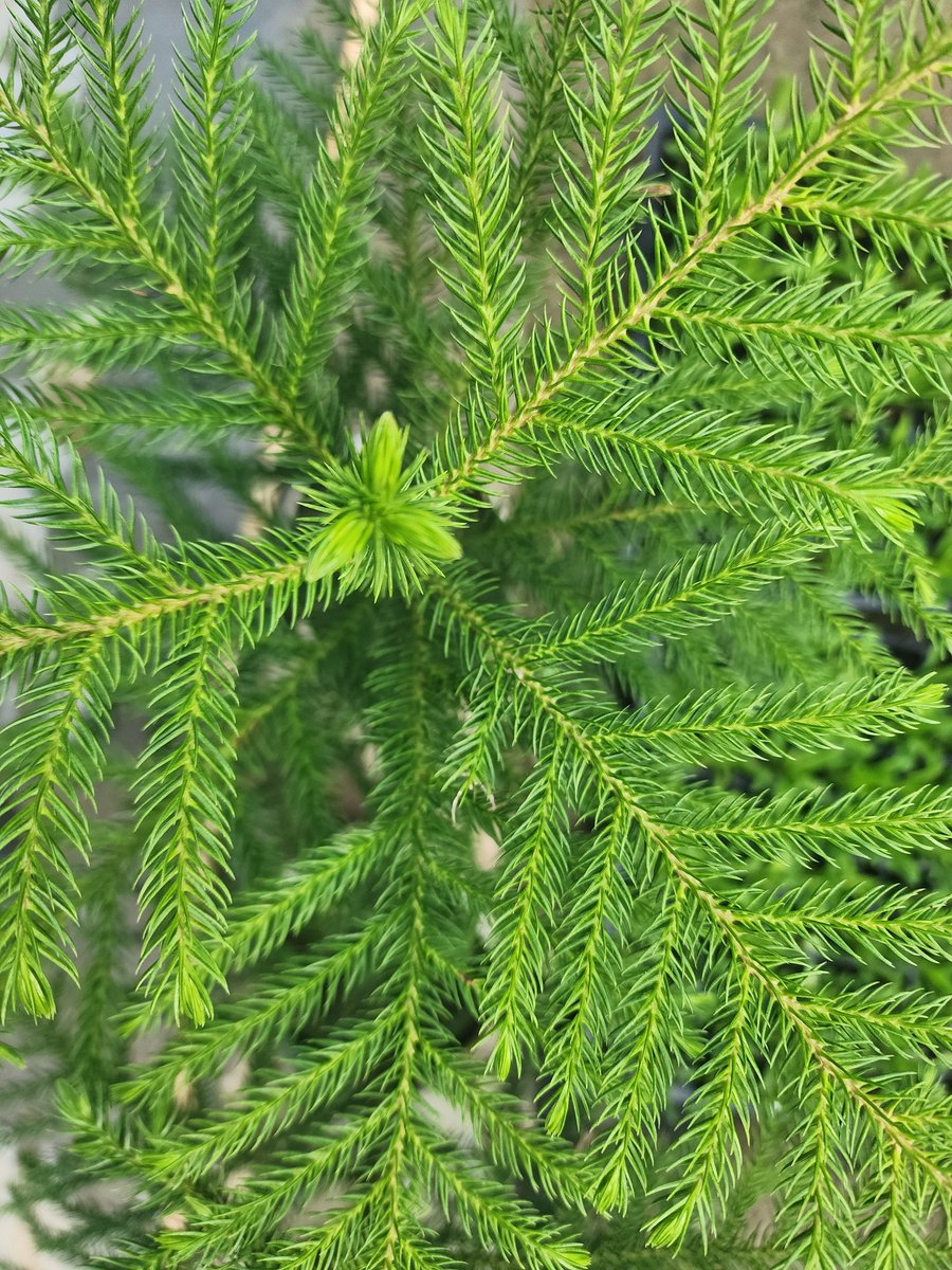 jyotiartists's tweet image. #photo #photography #click #outdoor #christmastree #nursery #green #leaves #details #js_click