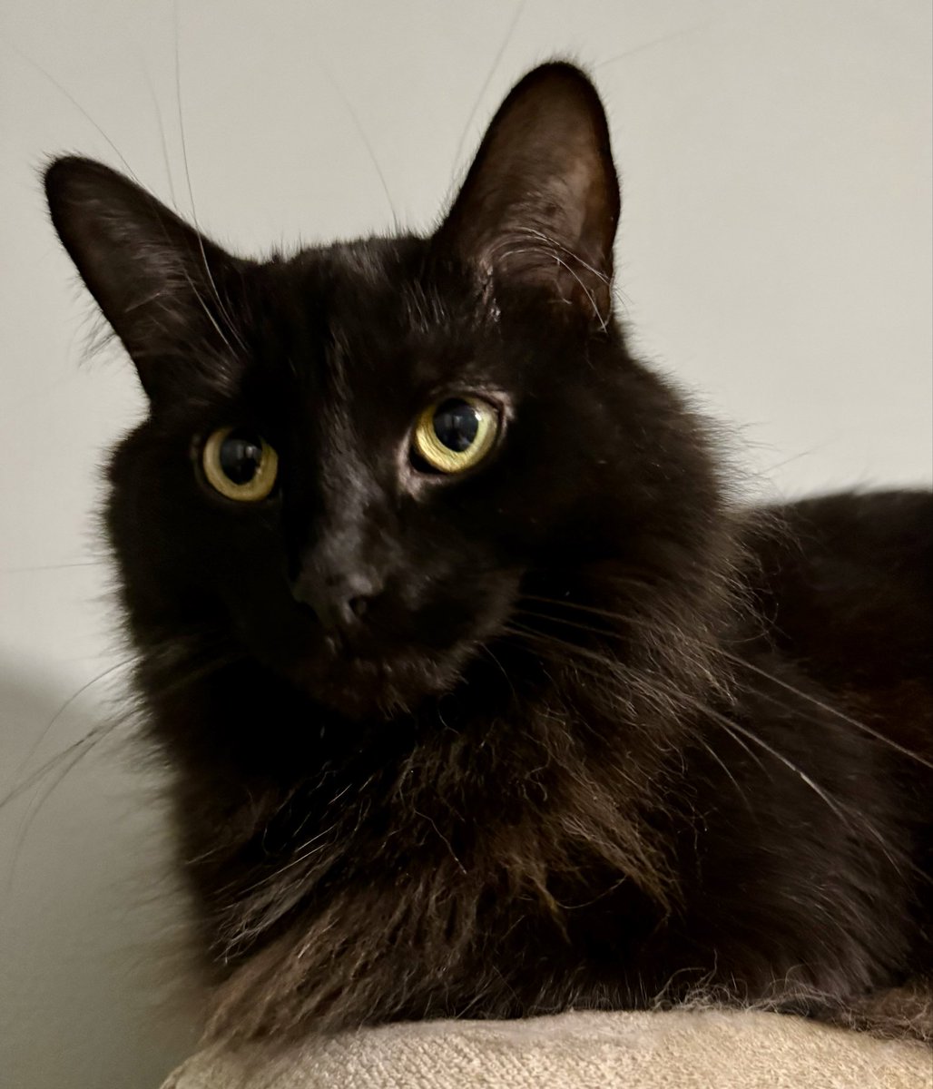 catnipaddicts's tweet image. The panfur doesn’t concern himself with human problems unless…they become his problem. #OrangeOrBlackCatober