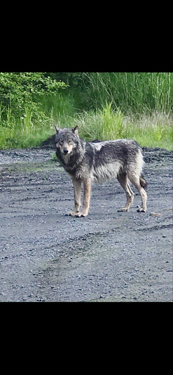 KatFromAlaska's tweet image. Good afternoon from Alaska 👋
Absolutely gorgeous! 
Not a German Shepherd! 
🐺 😍 👏💪😎