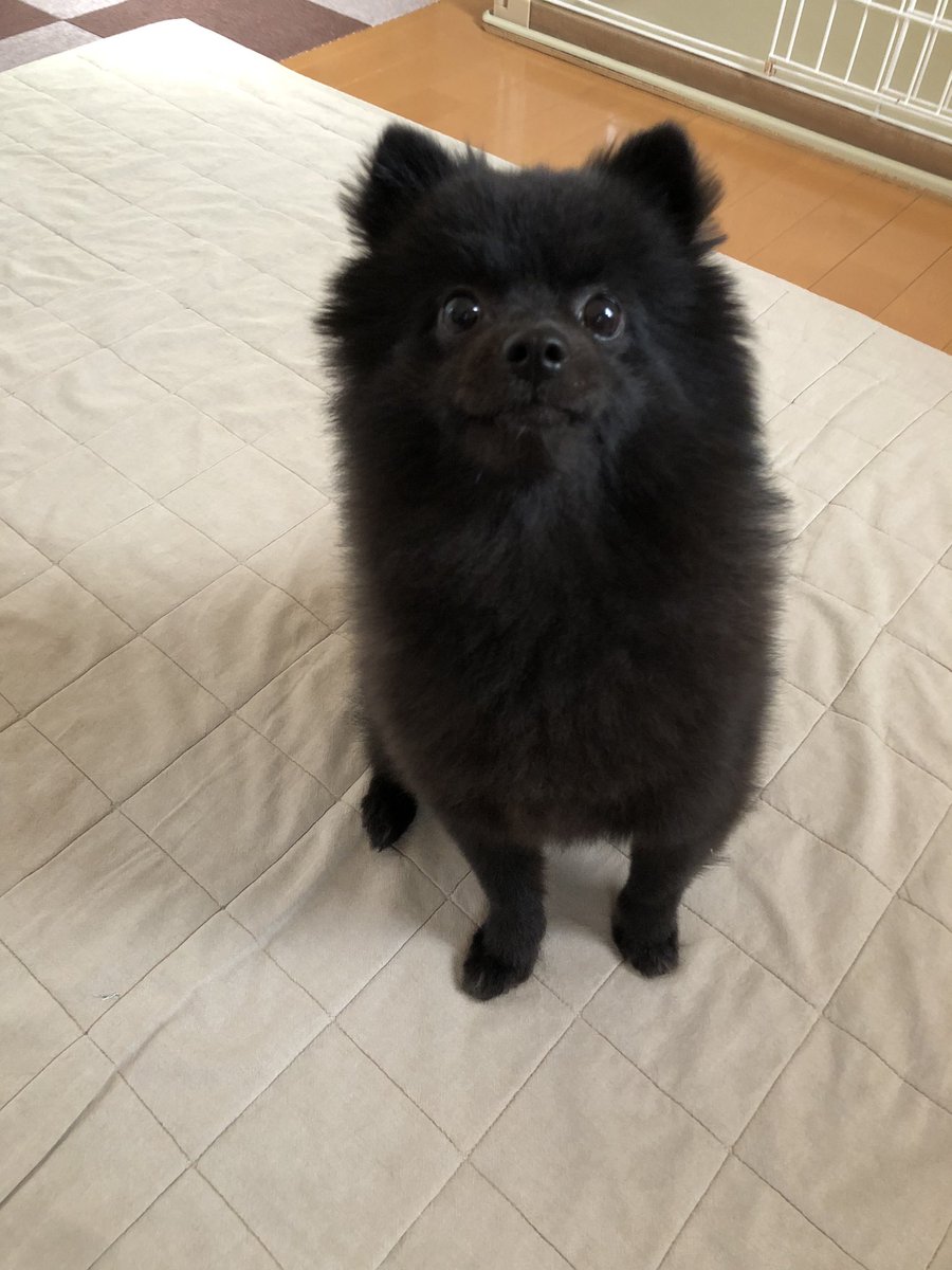 おは🐻金曜日☀️
今朝もビシッとお座りをかましてる琥珀さん🐻
今日一日踏ん張れば明日から連休だぁ〜✊

#さぁもう一踏ん張り
#早速電車乗り遅れた
#犬好きさんと繋がりたい
#ポメラニアン