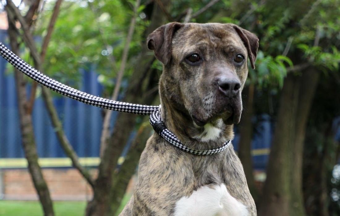 Protección Animal Bogotá (@animalesbog) on Twitter photo #Noticias | El parque El Nogal y el CC. Centro Mayor serán epicentros de adopciones de animales este fin de semana.
Ingresa en la nota y encuentra detalles de las jornadas y los requisitos para adoptar.👇
🔗 animalesbog.gov.co/noticias-pyba/… #Noticias | El parque El Nogal y el CC. Centro Mayor serán epicentros de adopciones de animales este fin de semana.
Ingresa en la nota y encuentra detalles de las jornadas y los requisitos para adoptar.👇
🔗 animalesbog.gov.co/noticias-pyba/…