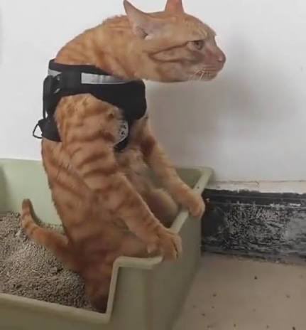 CrossedOreo tweet media