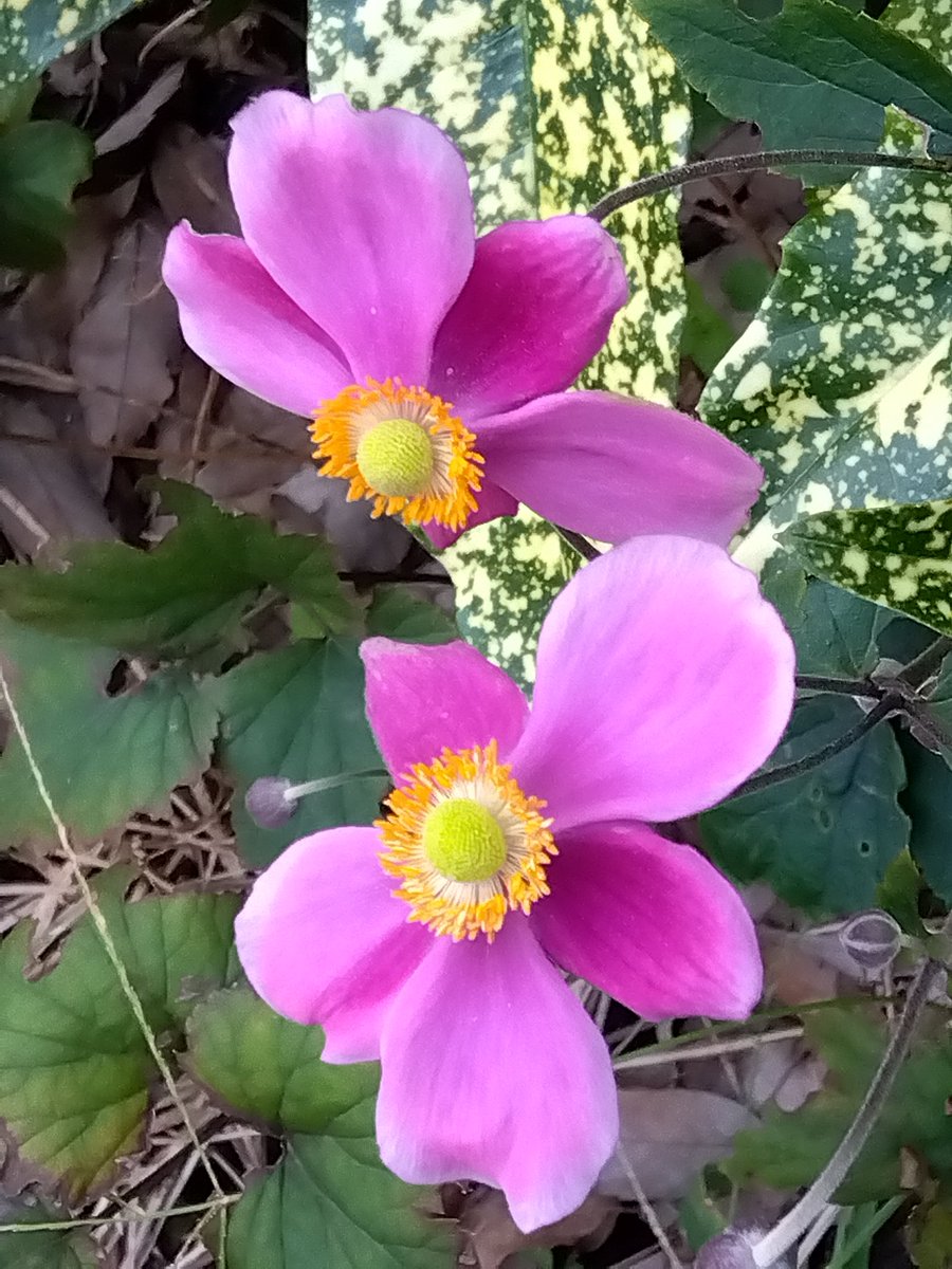 おはようございます😃

もう　すっかり涼しくなりました😀

今日も１日素敵にお過ごし下さい(⁠.⁠ ⁠❛⁠ ⁠ᴗ⁠ ⁠❛⁠.⁠)