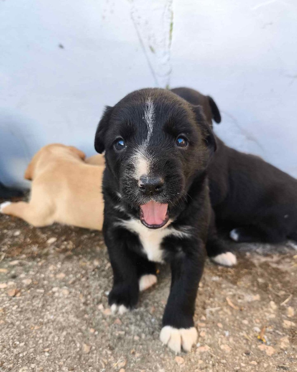 Taponto App tweet media