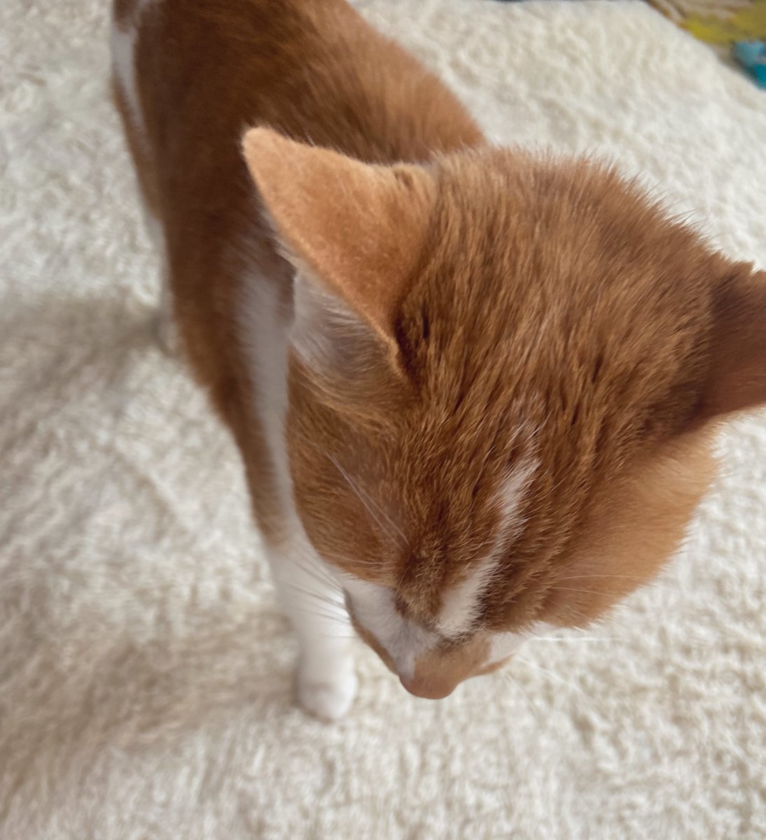 ゴンザレスさん@10/19スパーク🔔🌹オンリーB-01a (@gonzarez69) / X