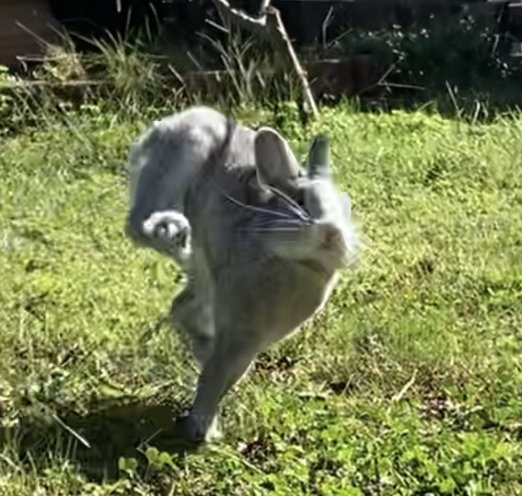 ウサギ大好き (@fe06f3765724457) / Posts / X