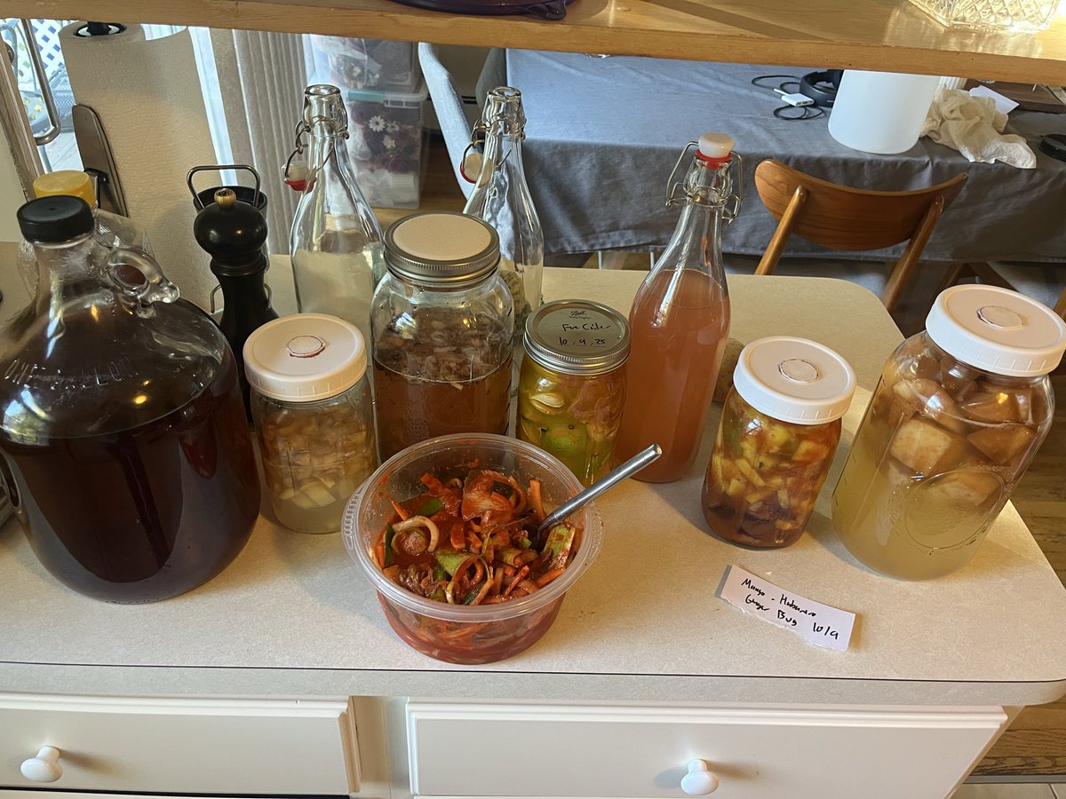 nicholasfwhite's tweet image. I’ve gone slightly manic with the fermenting, today adding mango habanero hot sauce and fire cider to the mead, ginger bug, apple cider vinegar and kimchi I’ve already made. 

Soon I will be able to ferment even greater things like oak trees and Germans.