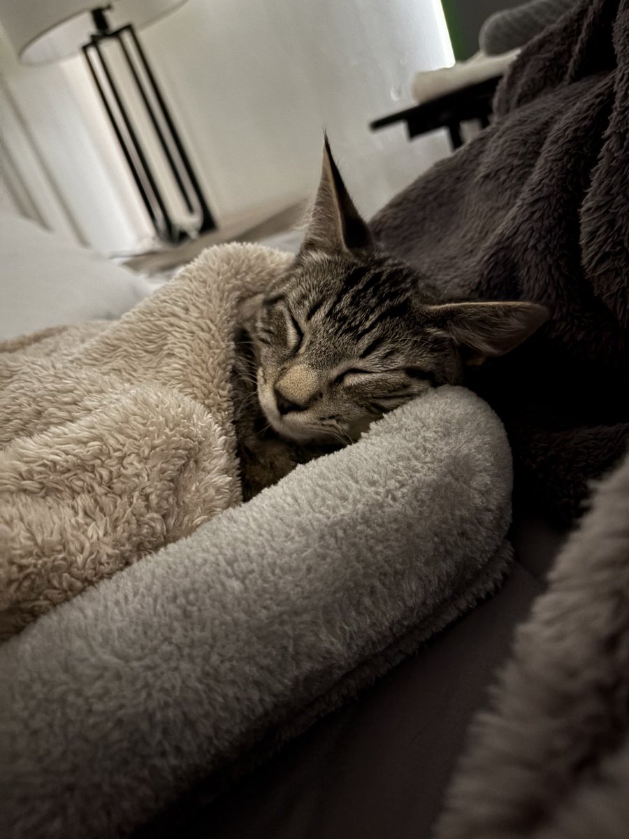 ScottAdamsSays's tweet image. My nap buddy