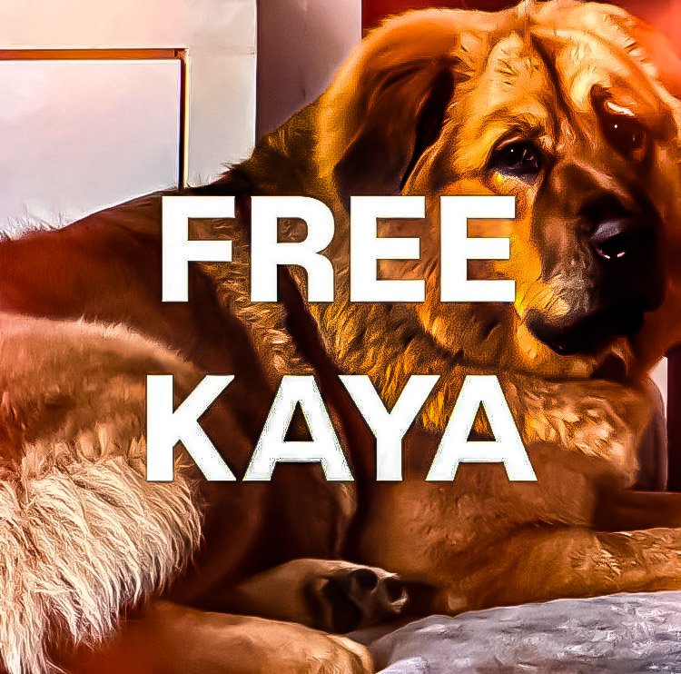 ArcherSys's tweet image. He mad and scared 🤣🤣🤣

Kaya will be rescued!