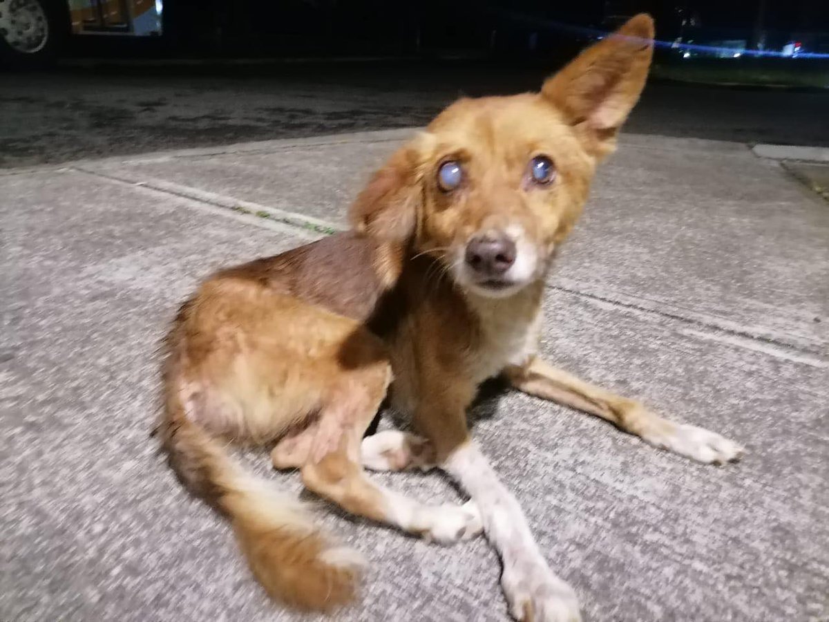LandofStrays's tweet photo. A few days ago, we were notified about this little friend, who people seem to know as Canelo.
 We went to pick him up and took him straight to the vet.
Canelo has an old fracture in his front leg, which limits his mobility a bit, though it’s not causing any major issues for now. https://t.co/PL7t32Mm46