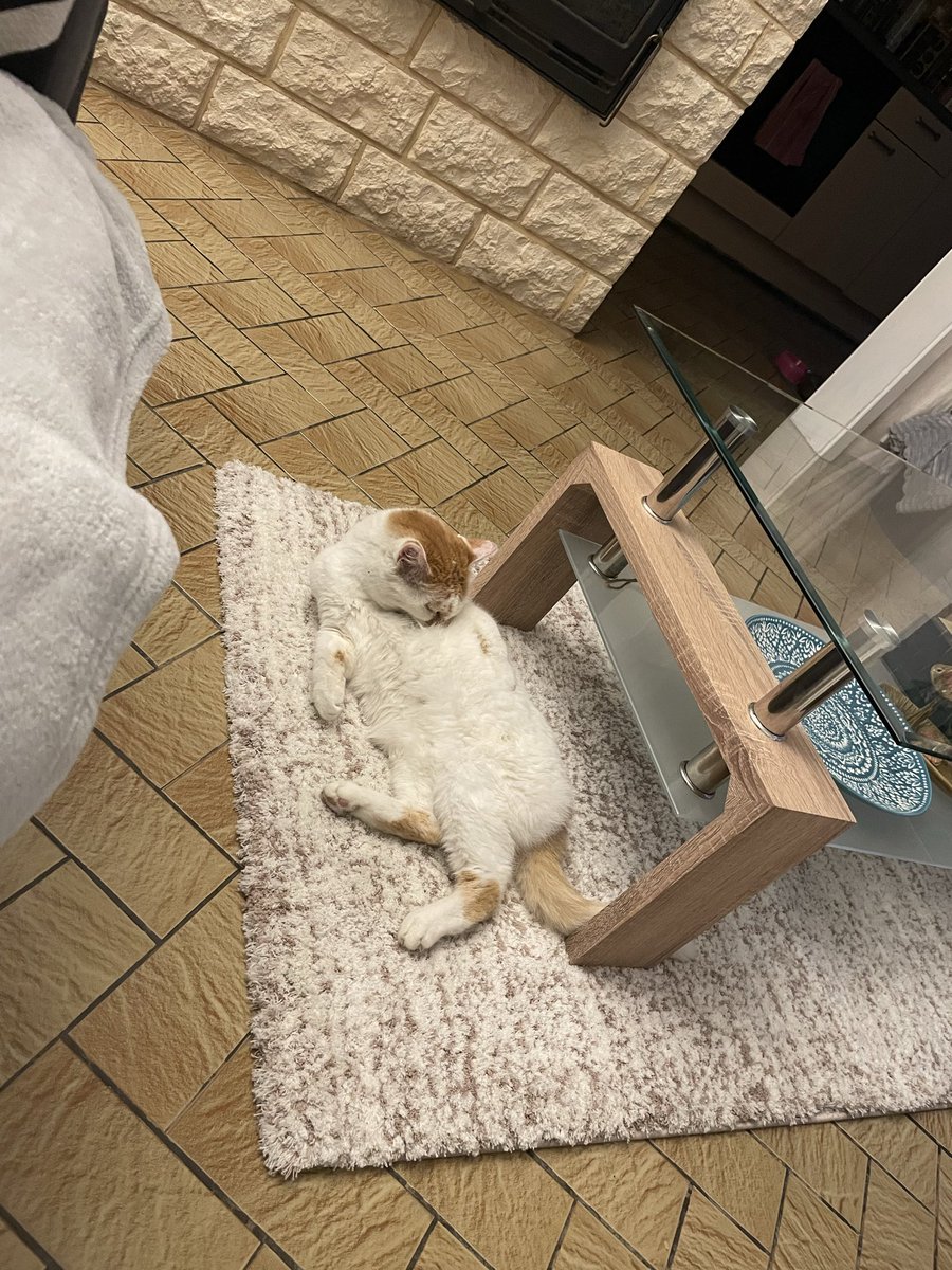 Some people claim cats shouldn’t be on new mats 🐾😺🐾 - signed Bella