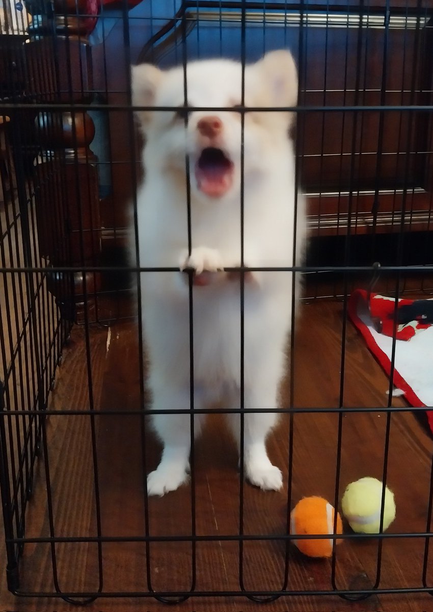 Pomskyd2's tweet image. My lovely baby ❤️