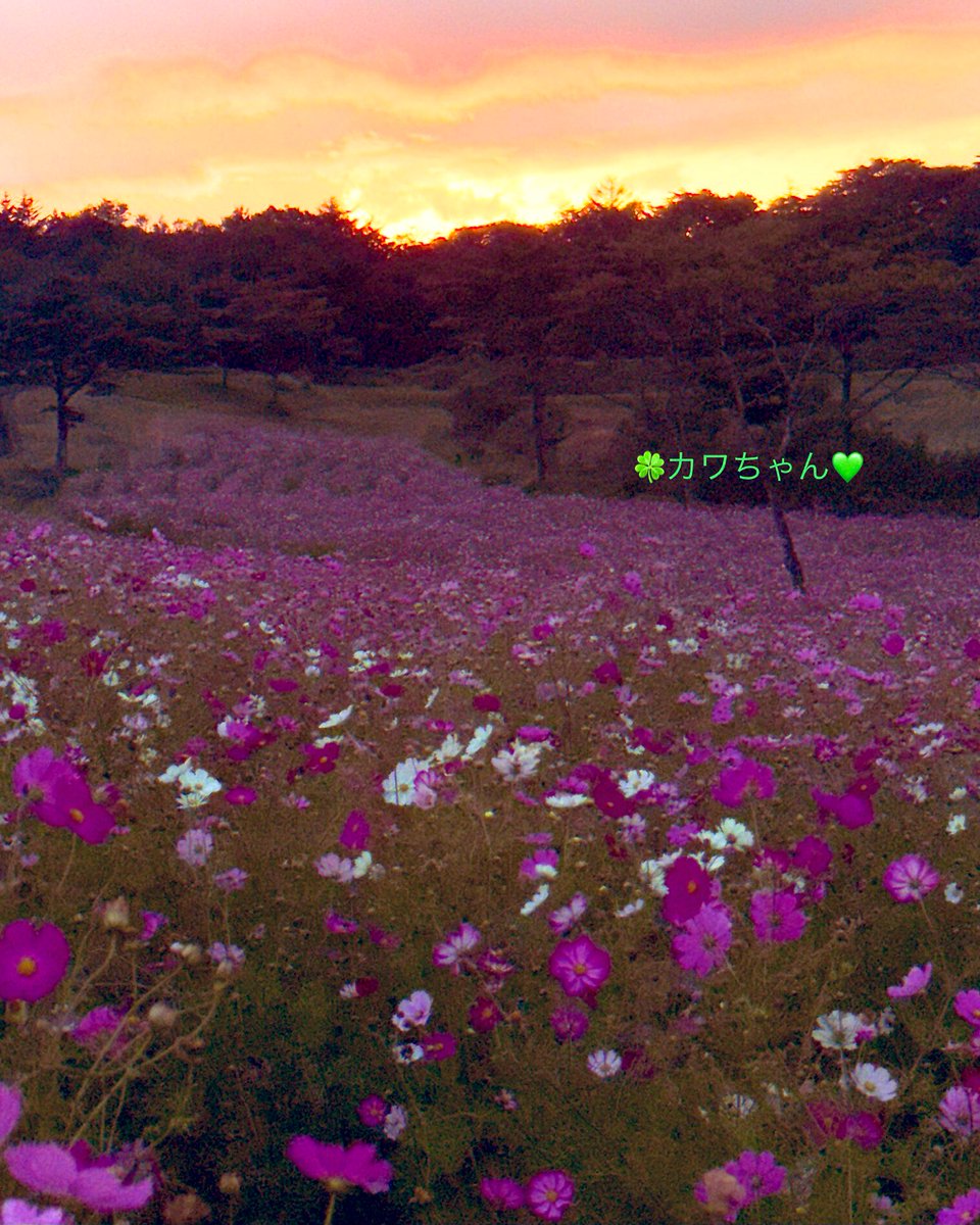 kawa_chan0830's tweet photo. １０月１０日(金)おはよう御座います♪

オレンジとピンクが美しい

100万本の内山牧場🫏

3ヘクタールの大コスモス園 https://t.co/kOUyw0NJex