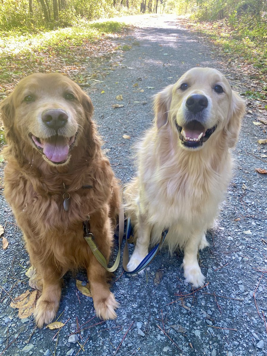 MikeFrezon's tweet image. Happy #ThrowbackThursday !  Five years ago today Ernie🌈  &amp;amp; Pete enjoyed a brisk autumn walk. ❤️❤️

#BrooksHaven #GoldenRetrievers #grc #dogcelebration #Autumn2025 #AutumnInNewYork