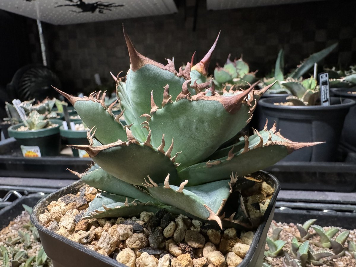 CALIFORNIA PLANTS tweet media