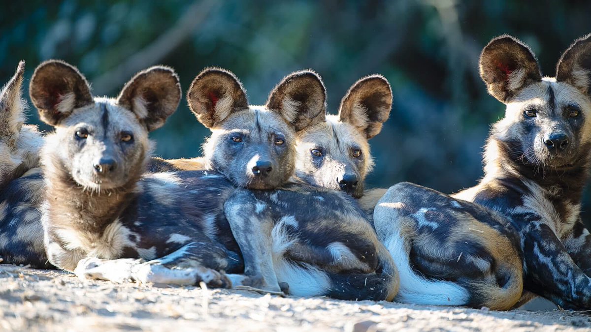 AirlineWildDog's tweet photo. I love when these guys just collectively stare at things https://t.co/WO8nQsAr1h