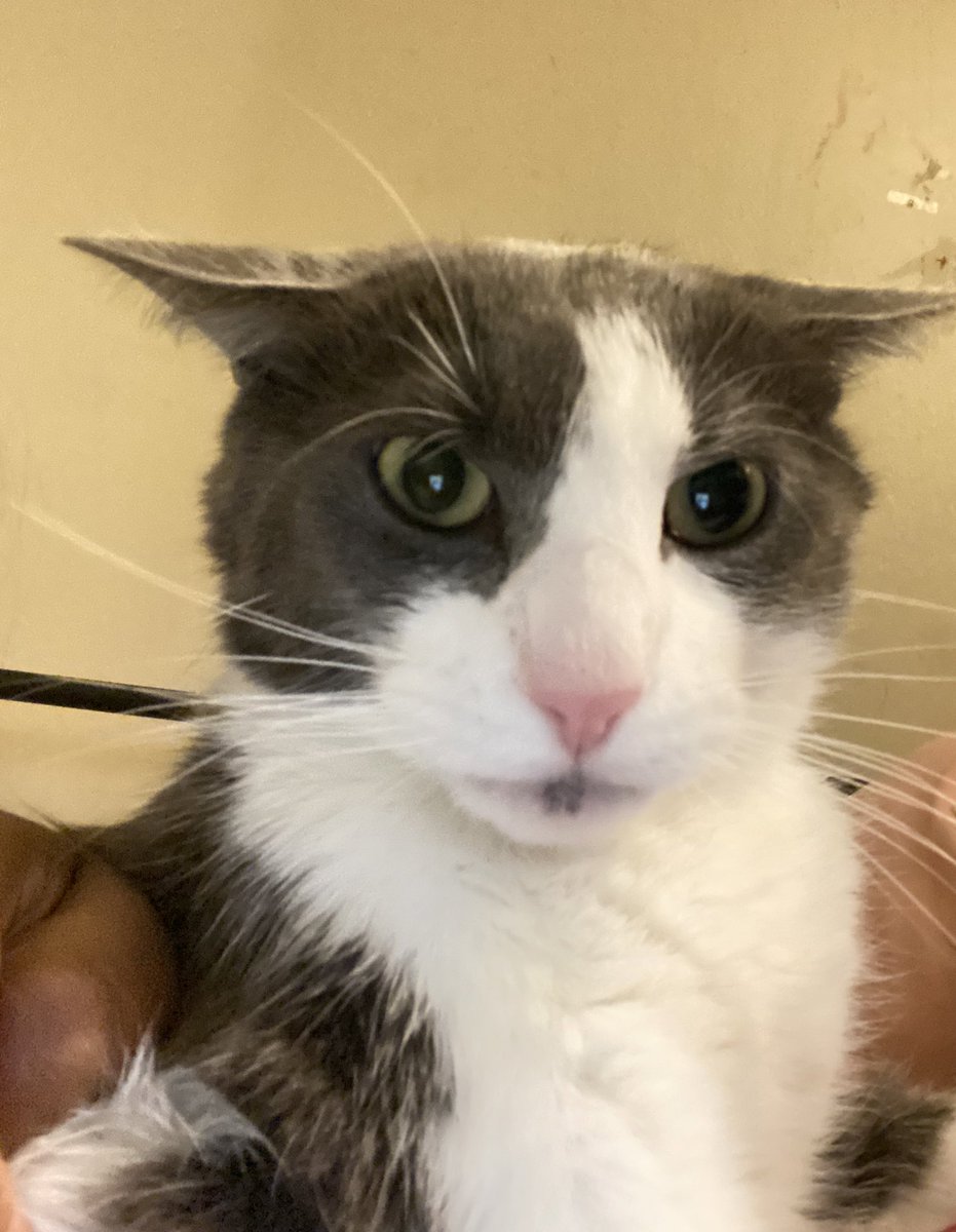 Soggy Cat enjoyer tweet media