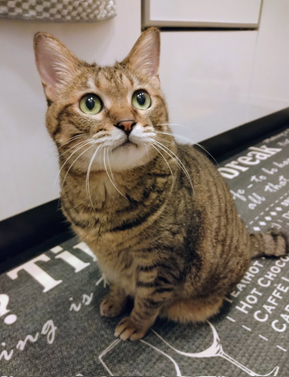 ｺｺﾊ ﾕｽﾞﾚﾅｲﾉﾆｬ
朝の家事は
猫を愛でることから
はじまります
*⑅︎୨୧┈┈┈┈┈┈୨୧⑅︎*
ようやく金曜日
今週は長かった💧
台風はこちらにくるのかな
 #猫のいる暮らし
 #くりかのこ