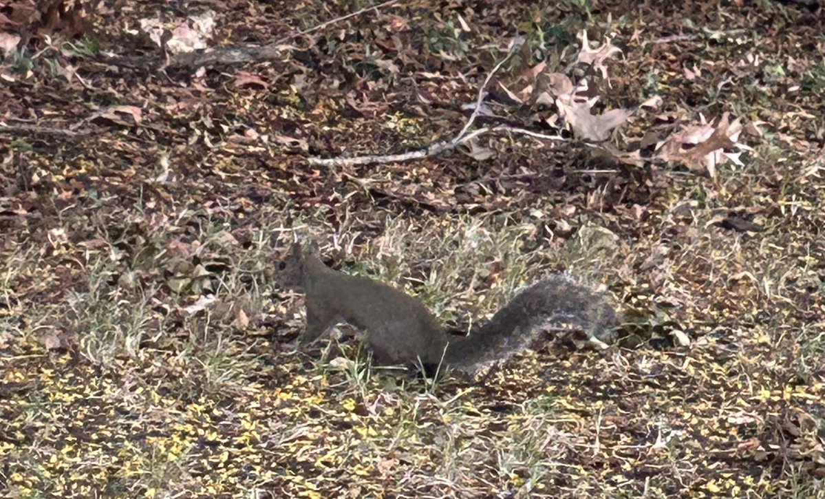 peggy g & peppy (@pugger06) on Twitter photo So Iz do a quick pawtrol wen mom coms home frum werk and ran into Fred da squirbels cuzzin Iz calls him Ted. Hims not as bold or frenly as Fred and runs up da tree so Iz coulb not ask if hims want to join yoo circus Albert <a href="/sandraroche1973/">Albert the westie</a> PFFT! 🐾♥️🐾 So Iz do a quick pawtrol wen mom coms home frum werk and ran into Fred da squirbels cuzzin Iz calls him Ted. Hims not as bold or frenly as Fred and runs up da tree so Iz coulb not ask if hims want to join yoo circus Albert <a href="/sandraroche1973/">Albert the westie</a> PFFT! 🐾♥️🐾