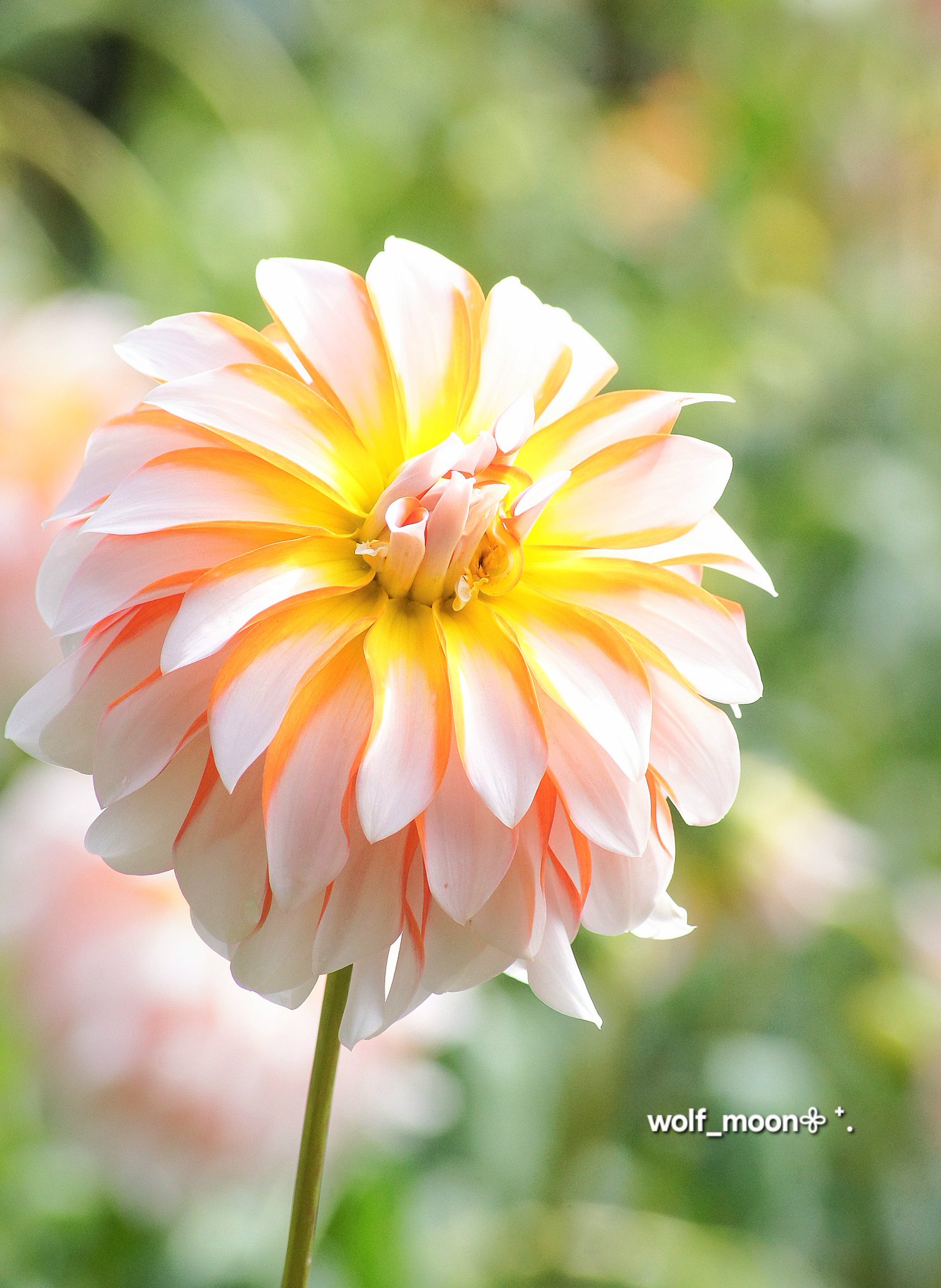 ラ*ク様 ☘️スペシャルイベント☘️♈️ 890 【⭐️⭐️⭐️キラキラ輝き花弁 風碧@今期の通販始まりました on X: 