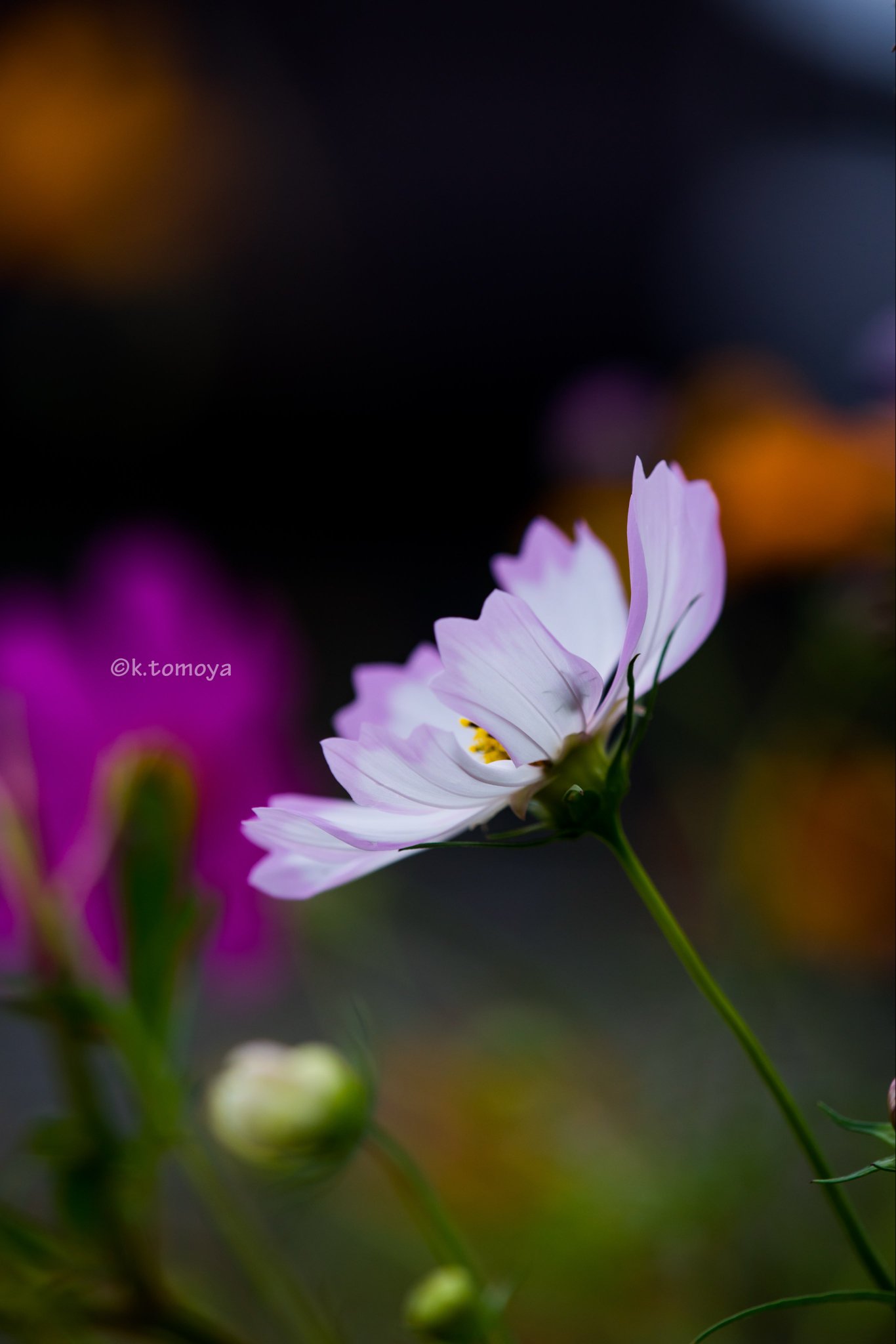 ✨コスモス様3点おまとめ✨ありがとうございます♡ konini_t@α7III最高ぉぉぉぉぉ！！！ on X: 