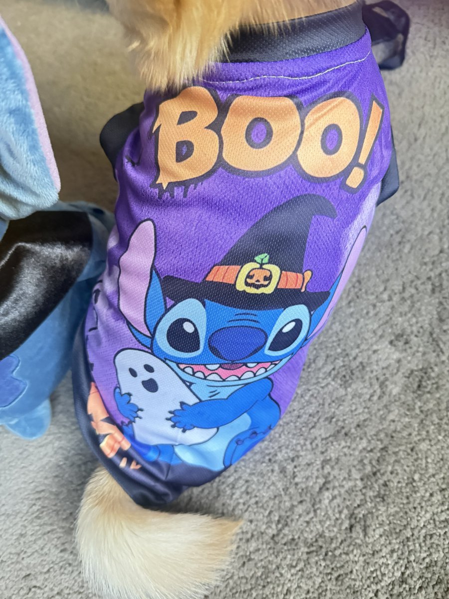 Pomchi_Puppy's tweet image. Just me with my Halloween Stitch Plushie. I’m also wearing my Stitch Halloween T-Shirt🐾

#tinkerbellthepomchi #pomchi #dogsoftwitter #dogsofx #tatertotsquad #stitch
