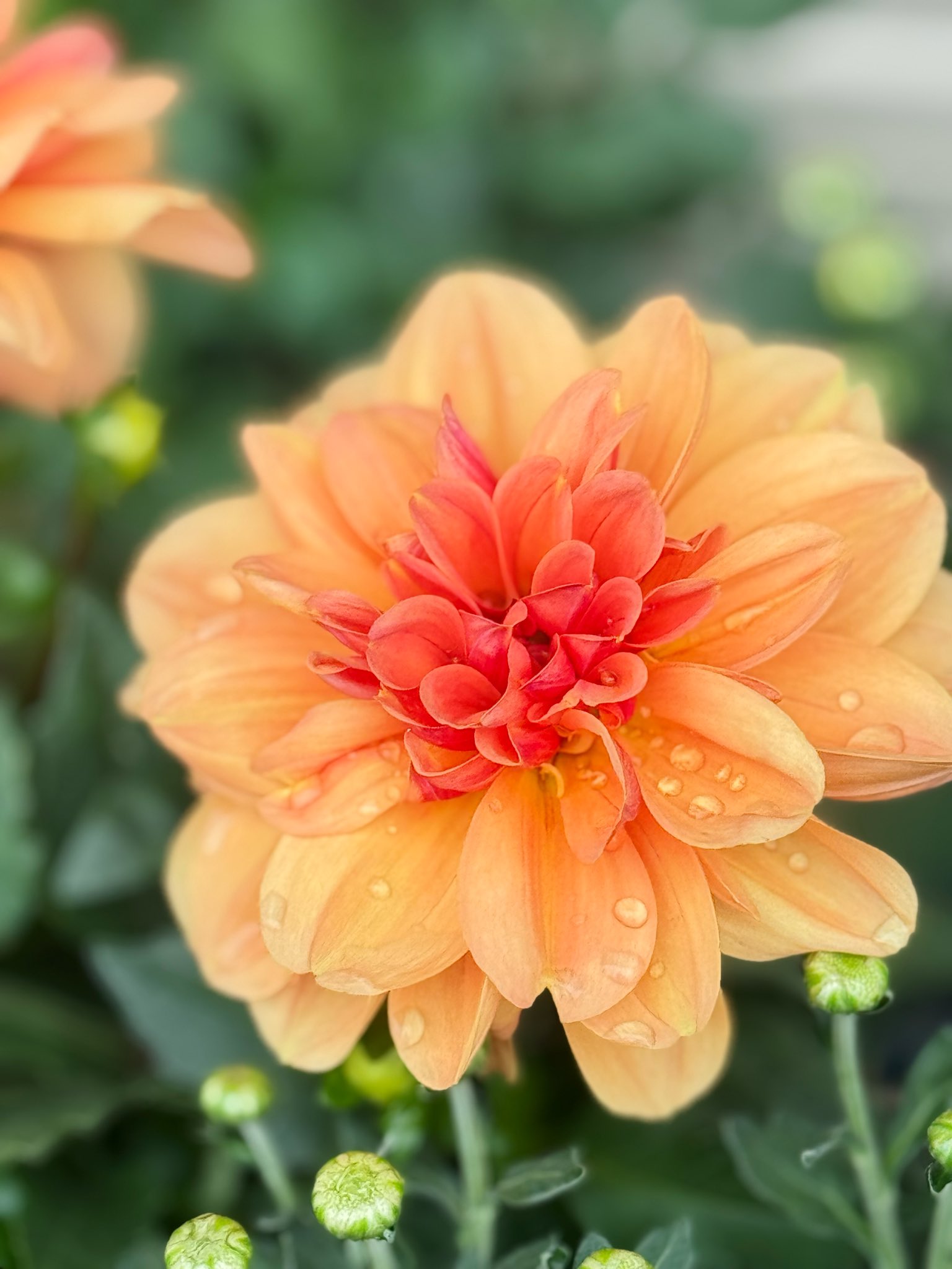 ⚠️庭の花様ご連絡ページ⚠️ お庭のお花ｼﾘｰｽﾞ - Search / X