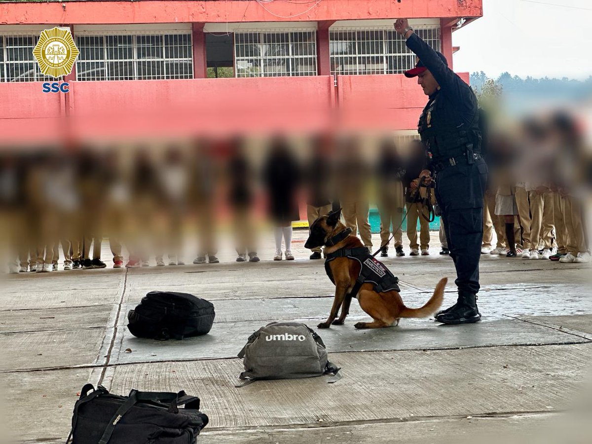 PBI_SSC's tweet image. 🚨 La #UnidadCanina de la #PBI de la @SSC_CDMX llevó a cabo una exhibición en la Secundaria No. 56 &quot;Enrique Ramírez y Ramírez&quot;, en @TlalpanAl, donde los caninos #Randy y #Kratos mostraron sus habilidades e interactuaron con las y los estudiantes. 🐾👮🏻‍♀️👧🧒👮🏻‍♂️🐕‍🦺