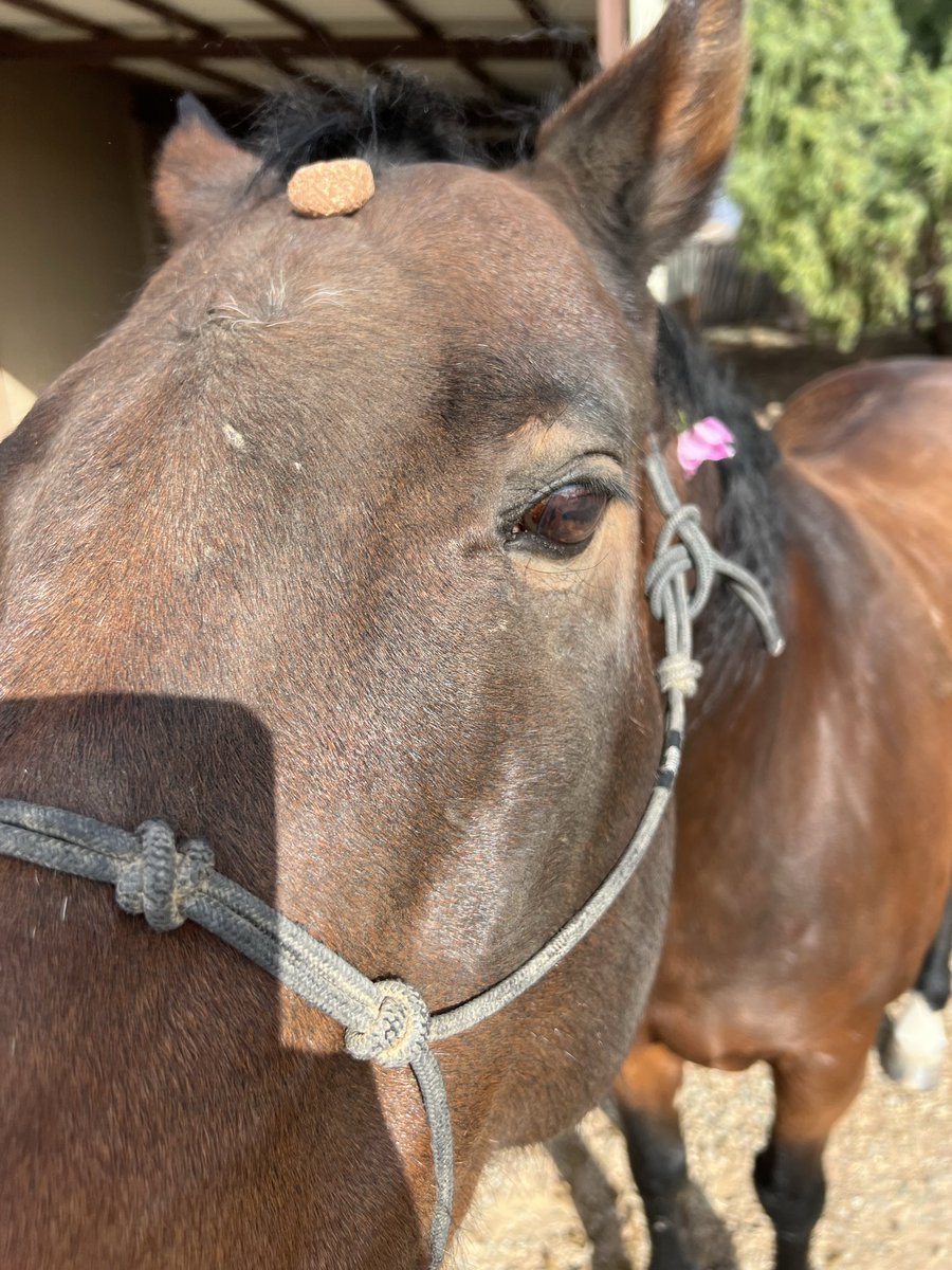 Playing cowboy