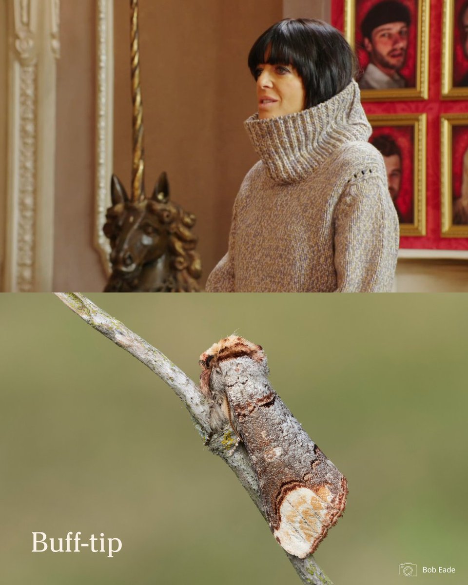 Butterfly Conservation 🦋 tweet media