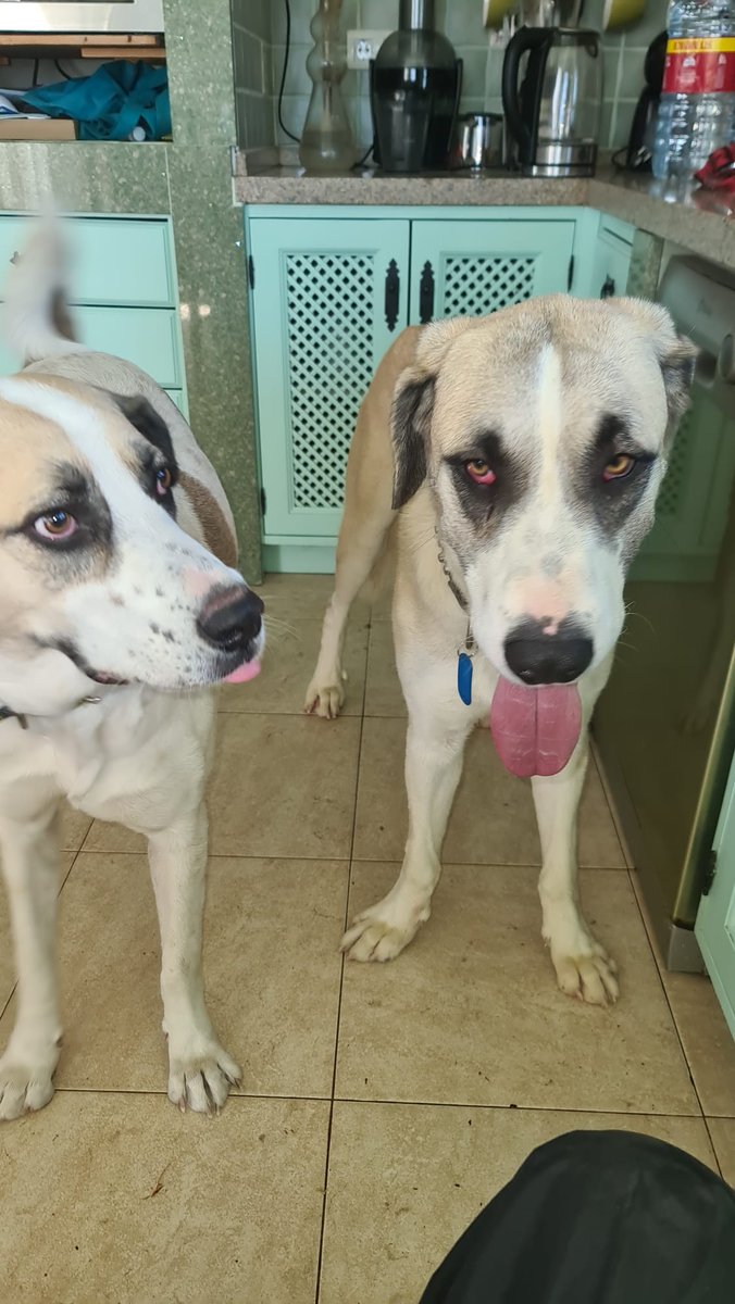 #BENITO ADOPTADO!!
Nuestro grandullón bondadoso ha sido adoptado por un señor y su perrita Happy, mil gracias Rob por regalar un hogar a este perrete necesitado .
Que seáis muy felices amigos