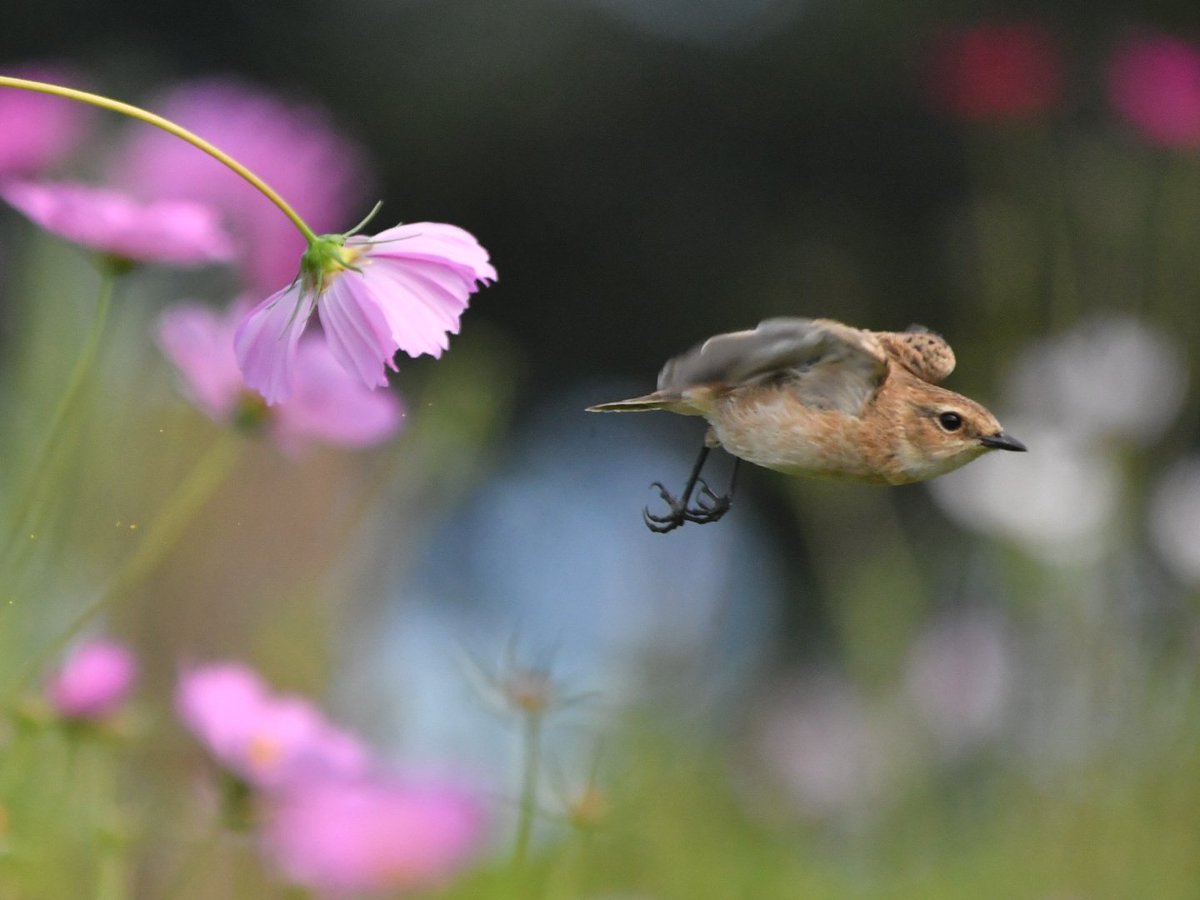 おはようございます
今日もノビタキさん。
コスノビでいいのか？
#ノビタキ #コスモス #野鳥観察