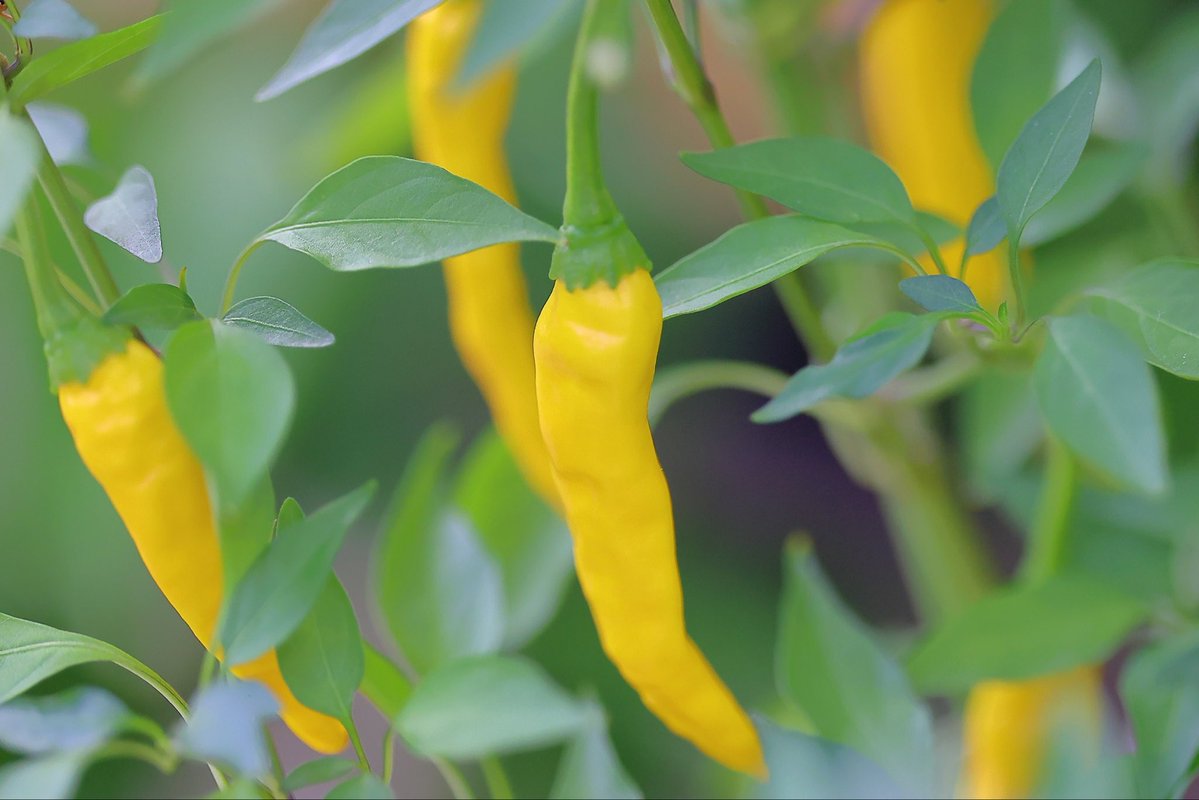 FortuneLook's tweet image. トウガラシの実🫑激辛好きは😍たまらないですね🌶️🌶️🌶️🌶️🌶️😱
 #キリトリセカイ 
#写真好きの人と繋がりたい