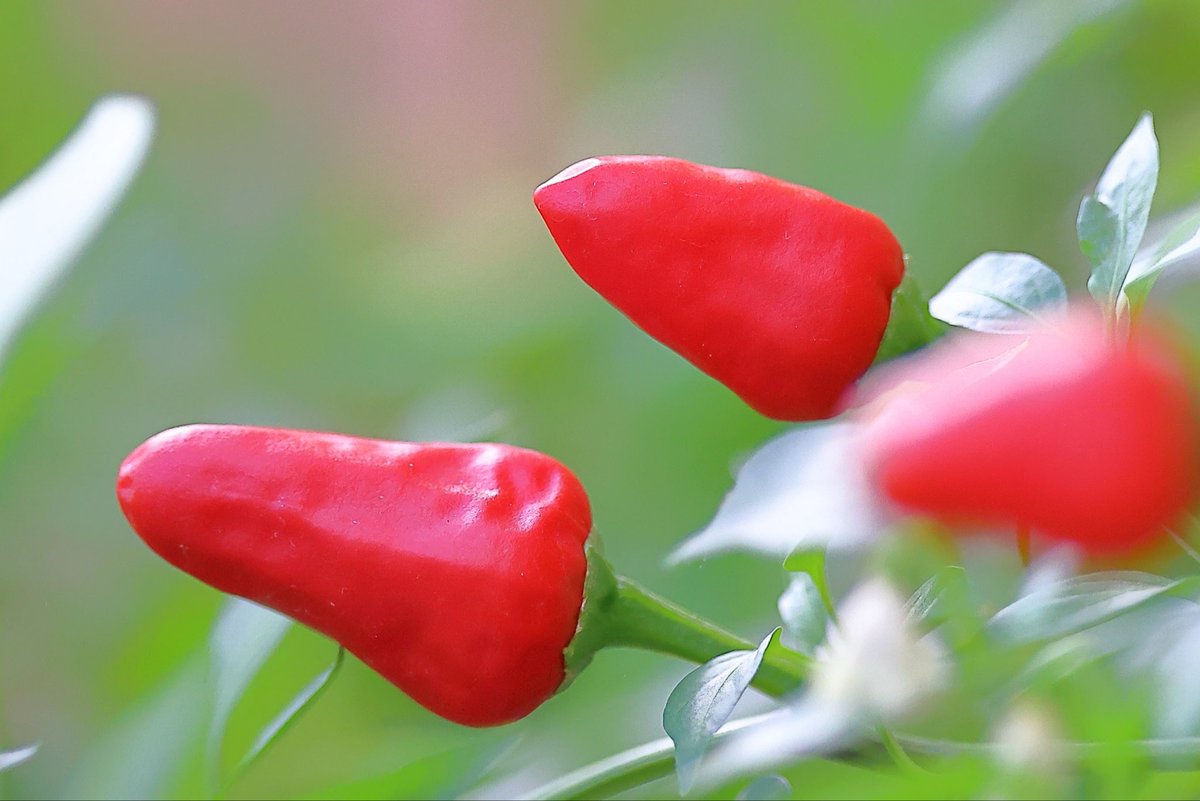 FortuneLook's tweet image. トウガラシの実🫑激辛好きは😍たまらないですね🌶️🌶️🌶️🌶️🌶️😱
 #キリトリセカイ 
#写真好きの人と繋がりたい