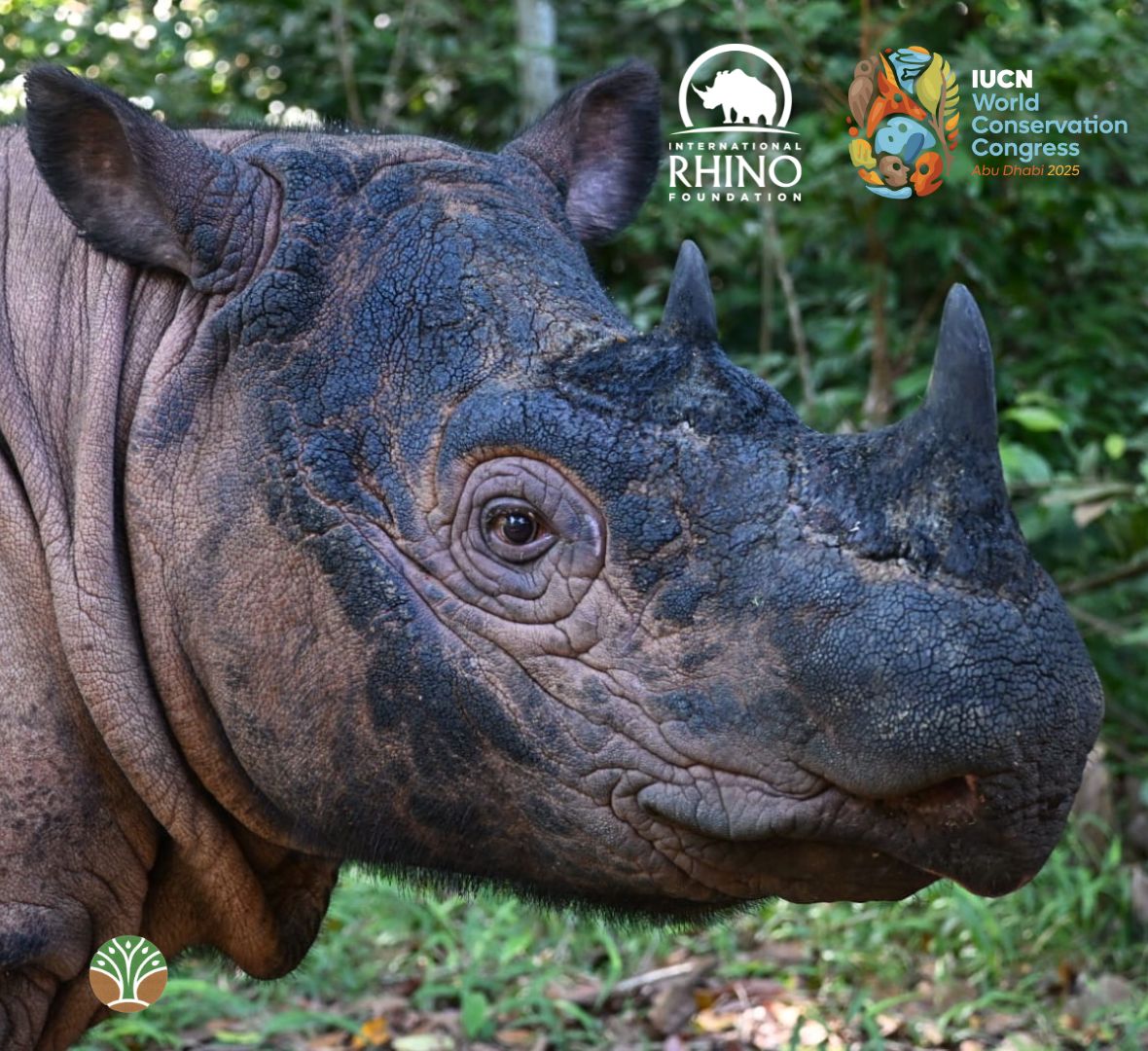 RhinosIRF's tweet photo. Our ED, Nina Fascione, and Indonesia Program Director, Inov Sectionov, are currently attending the IUCN World Conservation Congress (WCC) in Abu Dhabi. IRF is proud to be part of these critical discussions, as the world focuses on securing a future for Javan and Sumatran rhinos. https://t.co/19foSxhS6B