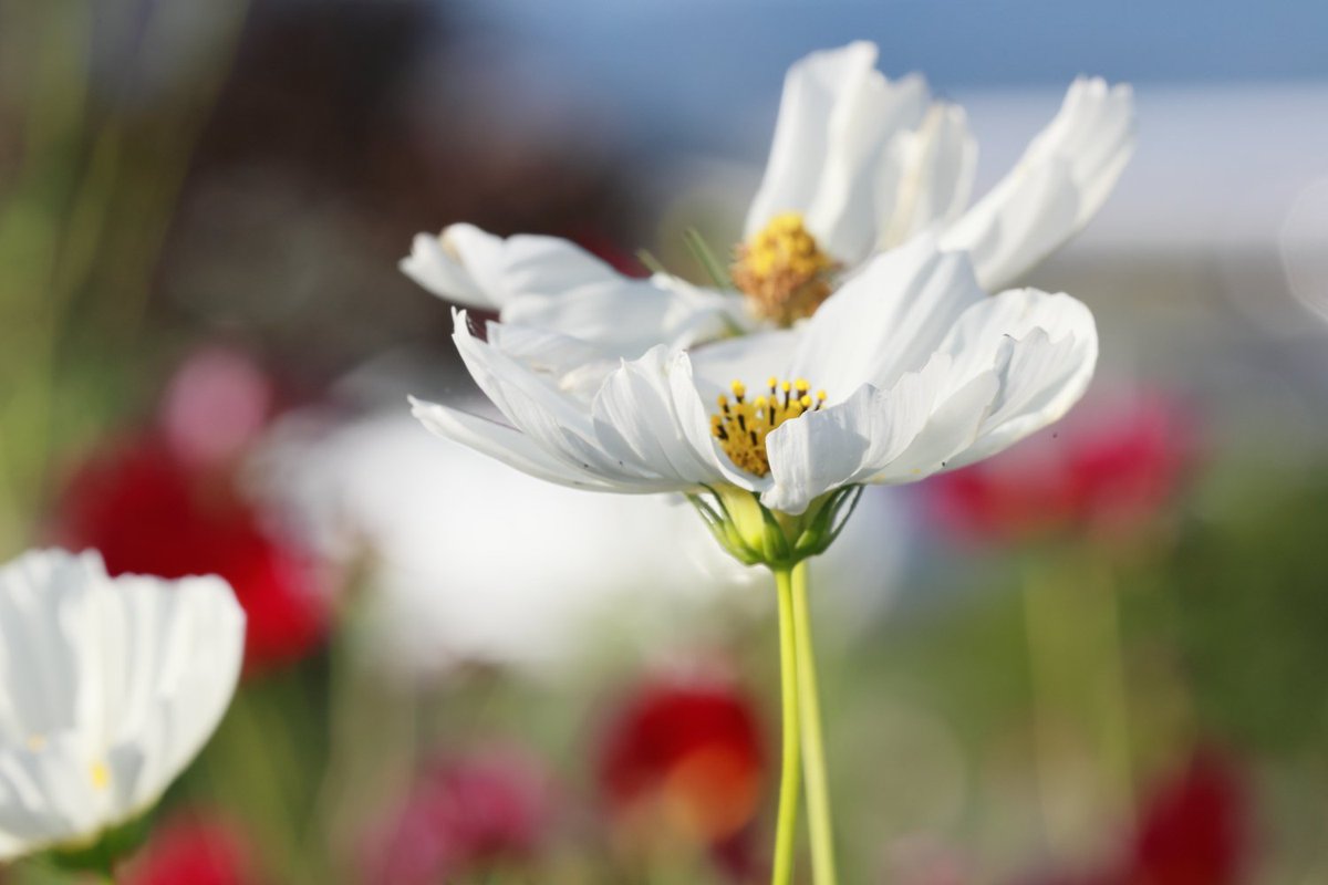 KATAR7photo's tweet image. #TLを花でいっぱいにしよう
#ファインダーの越しの世界 
#キリトリセカイ
#写真好きの人と繋がりたい 
#ガーデン