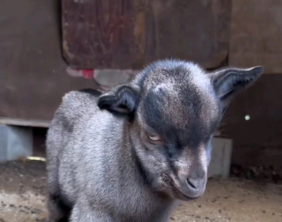 OfficialJoel4_'s tweet image. Low Budget Goat